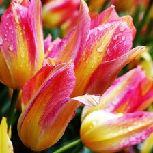 Схема вышивки «тюльпаны»