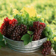 Схема вышивки «Виноградное настроение 1»