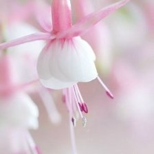 нежность в розовом