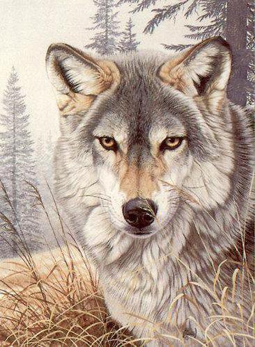 волк - животные, лес, хищники - оригинал