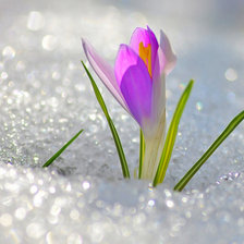 Схема вышивки «Весна. Крокус»