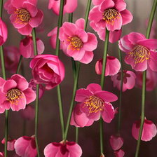 Схема вышивки «№574295»