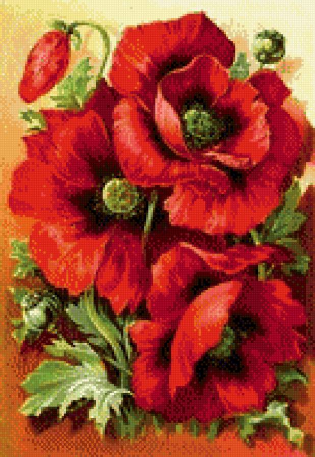 маки красные - букет, маки - предпросмотр