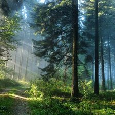 Схема вышивки «Лес»