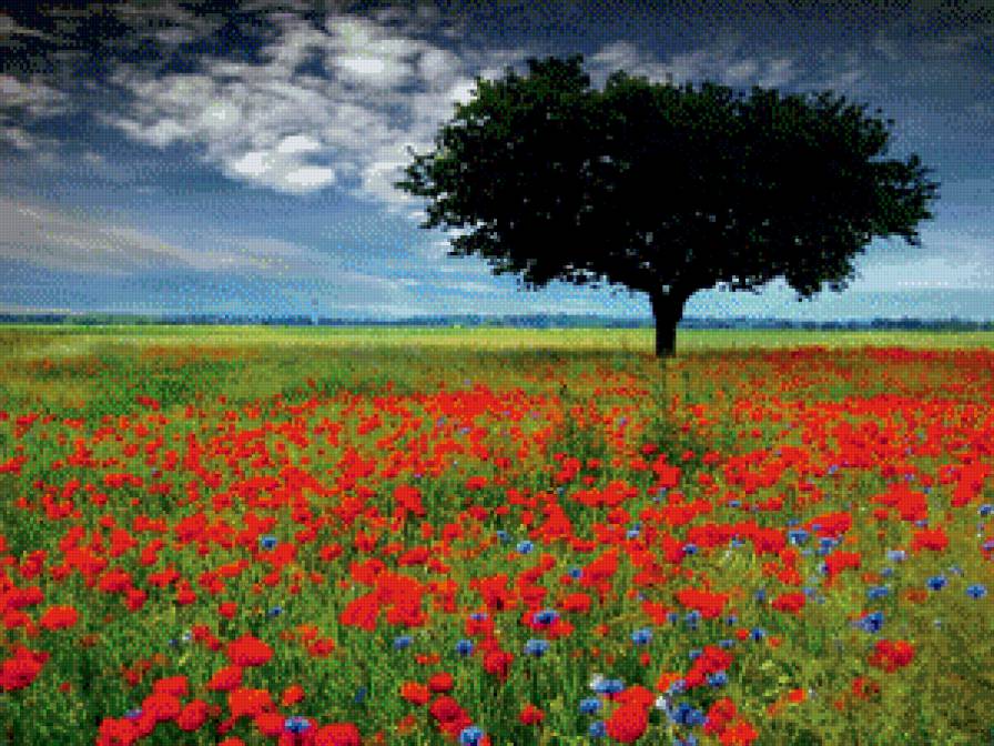 Маковое поле - цветы, красное, маки, пейзаж, природа - предпросмотр