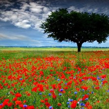 Схема вышивки «Маковое поле»