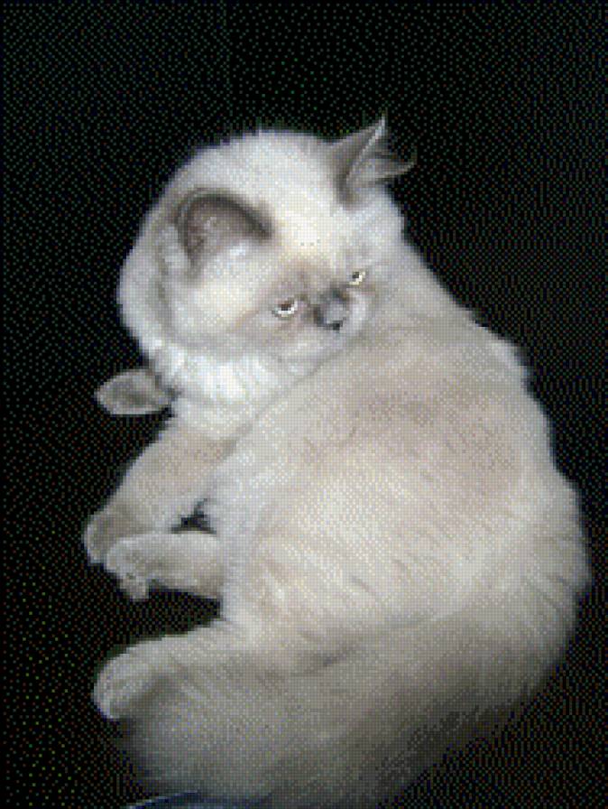 нюша - предпросмотр