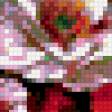 Предпросмотр схемы вышивки «Маки» (№574495)