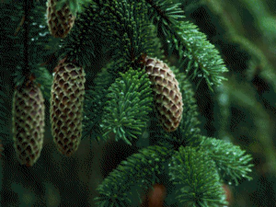 Еловая лапа - природа - предпросмотр