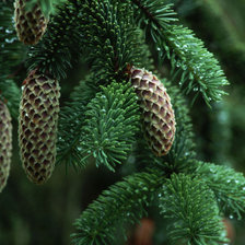 Еловая лапа