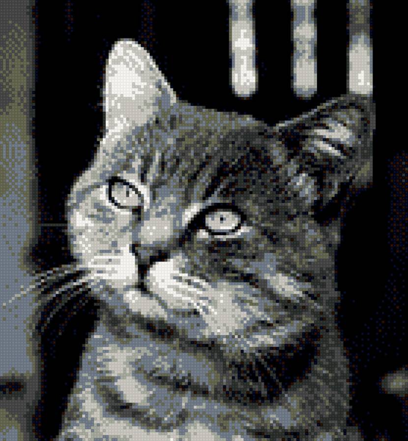 кот кузя - предпросмотр