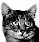 Схема вышивки «кот кузя2»