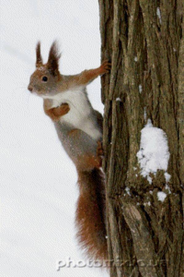 белочка - предпросмотр