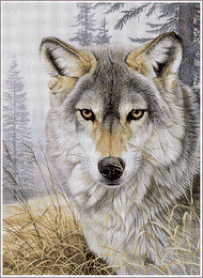 Волк - волки, животные - предпросмотр