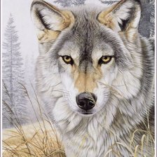 Схема вышивки «Волк»