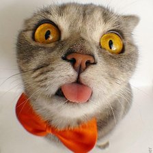 Схема вышивки «Кот»