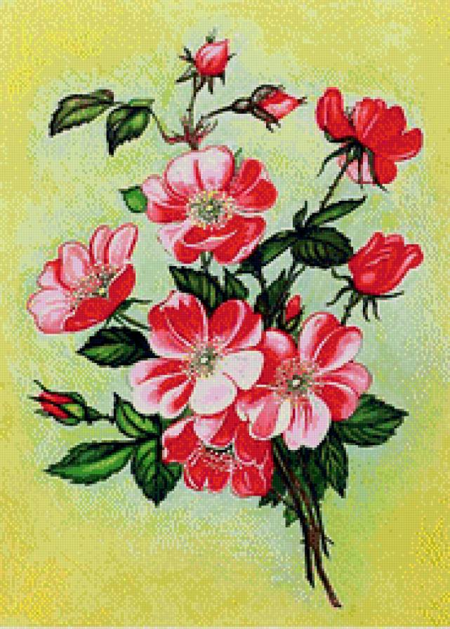 Шиповник - шиповник, цветы - предпросмотр