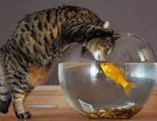 Схема вышивки «Кот и рыбка»