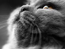 кот - кот - оригинал