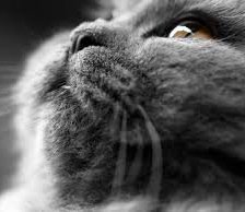 Схема вышивки «кот»