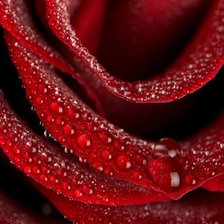 Схема вышивки «роза»