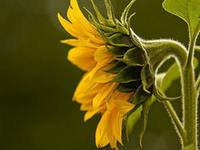 Схема вышивки «ПОДСОЛНУХ»