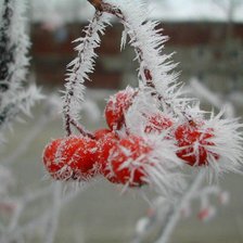 Схема вышивки «рябина в снегу»