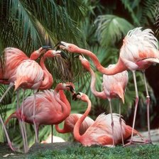 Схема вышивки «фламинго»