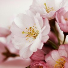 Схема вышивки «цветы»