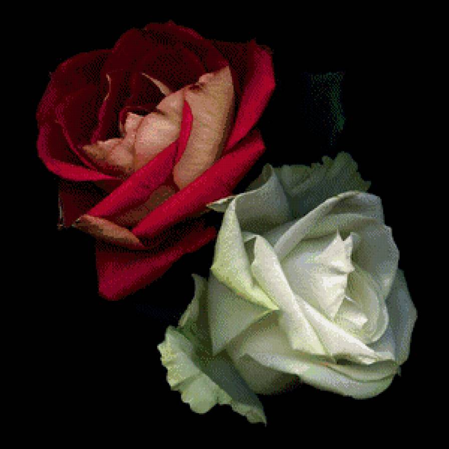 №575833 - розы - предпросмотр