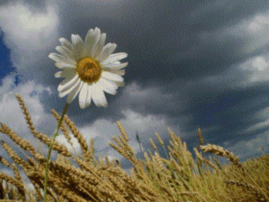 ромашка - предпросмотр