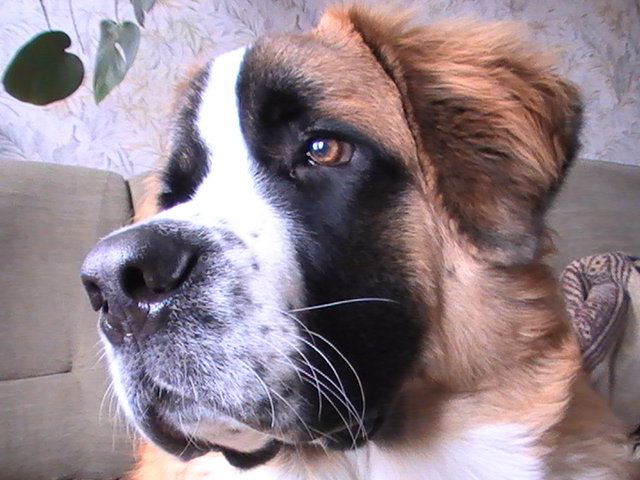 сенбернар - сенбернар, собака - оригинал