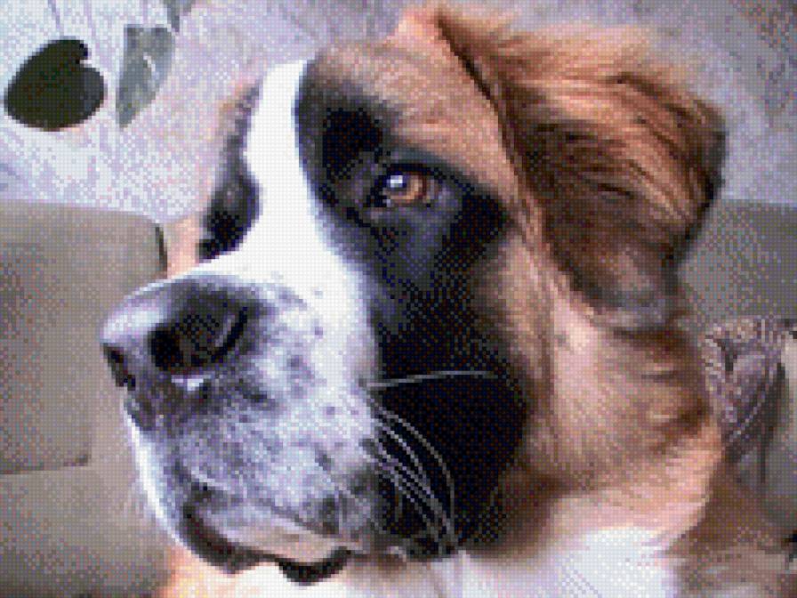 сенбернар - собака, сенбернар - предпросмотр