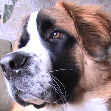 Схема вышивки «сенбернар»