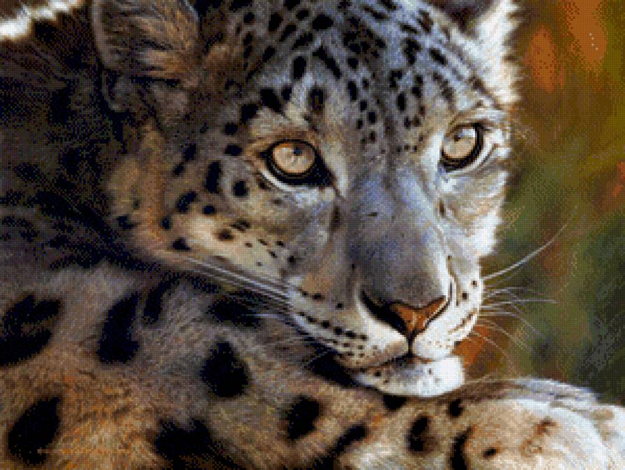 снежный барс1 - ирбис, дикие кошки - предпросмотр