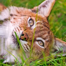 Схема вышивки «рыжая рысь1»