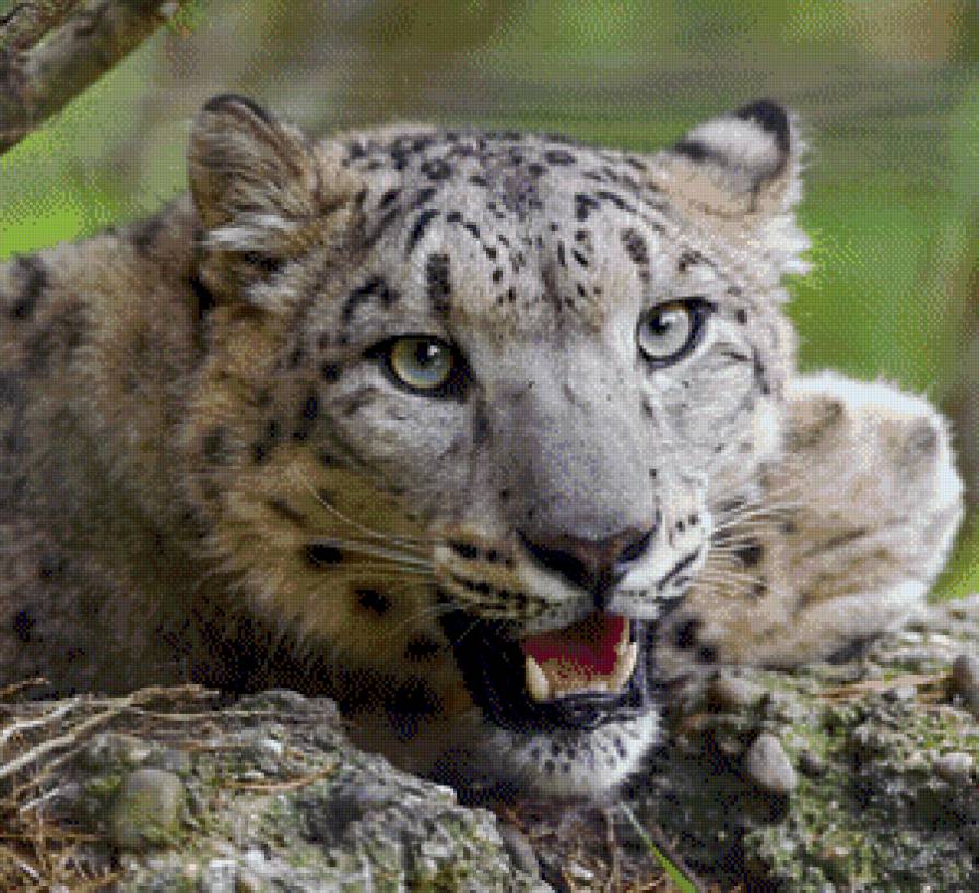 мой барсик (дмц) - большие кошки, ирбис, взгляд - предпросмотр