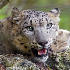 Схема вышивки «мой барсик (дмц)»