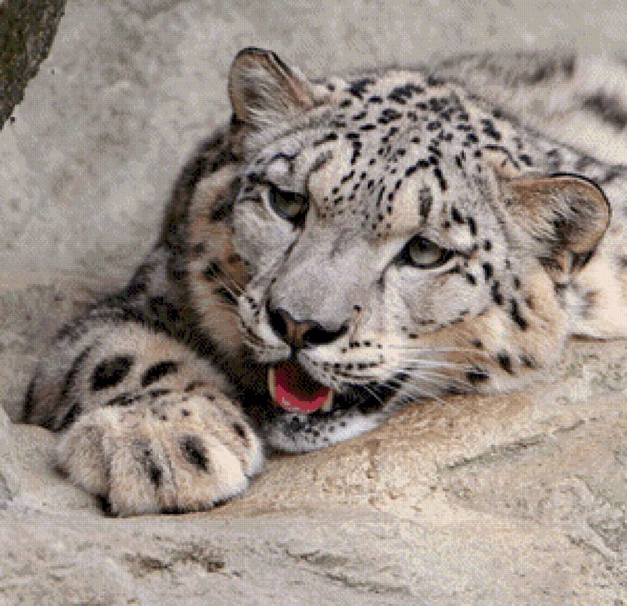 снежный барс - большие кошки, отдых, ирбис - предпросмотр