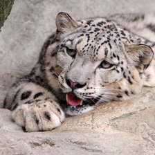 Схема вышивки «снежный барс»