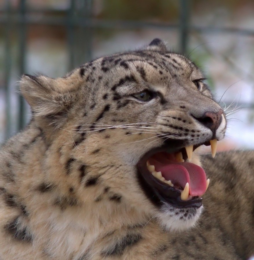 король гор - дикие кошки, ирбис, оскал, рык, снежный барс - оригинал