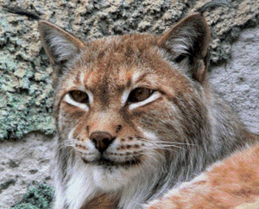 рыжая - дикие кошки, величие, взгляд, рысь - предпросмотр