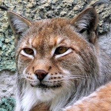 Схема вышивки «рыжая»