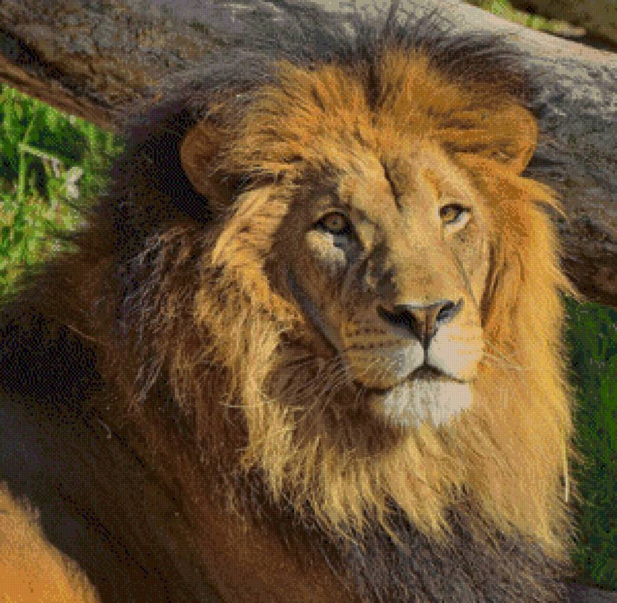 лева - большие кошки, царь зверей, взгляд, лев - предпросмотр