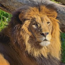 Схема вышивки «лева»