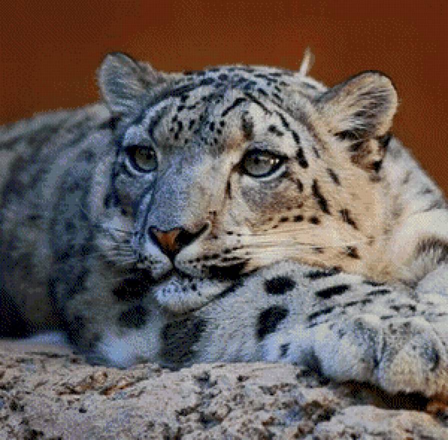 ирбис - большие кошки, отдых, снежный барс - предпросмотр