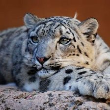 Схема вышивки «ирбис»