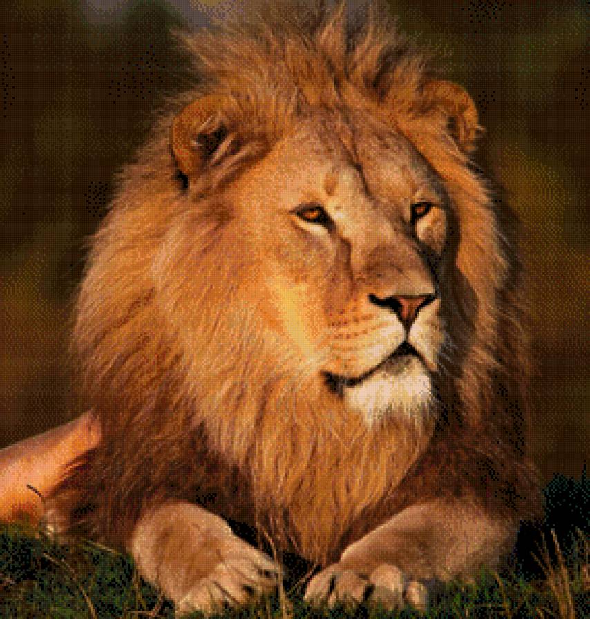 ОН - лев, большие кошки, царь - предпросмотр