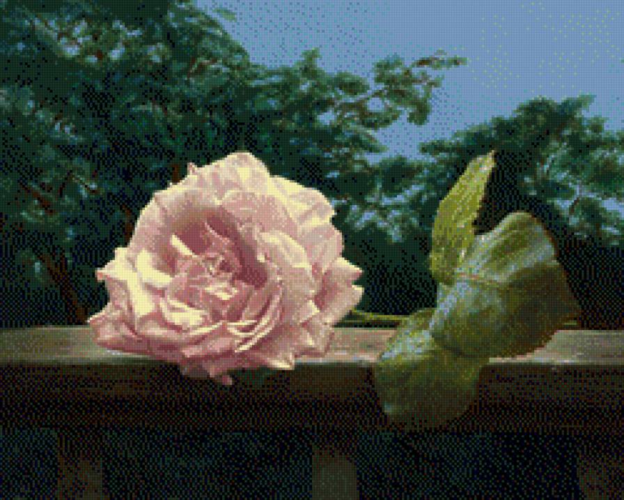 Antonov Aleksiej-Roza - kwiaty, roze - предпросмотр