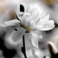 Схема вышивки «цветы»